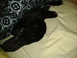 Immer am Schlafen - Balou
