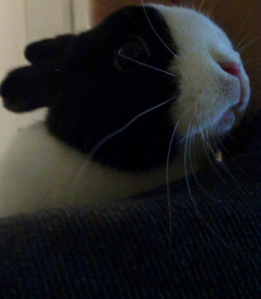 Luna, mein M�uschen ... Ich werde dich nie vergessen - du warst mein kleines Sorgenkind, - aber ich habe dich nie aufgegeben .. Leider bist du nun von mir gegangen - aber ich werde dich immer lieben - jetzt bist du von deinem Leid erl�st ... Machs gut mein kleiner Schatz <3