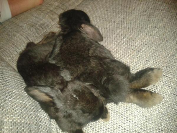Kuschelzeit! - Mya & Balou.