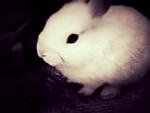 und nochmal die Kuschelmaus