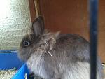 schokib�r <3