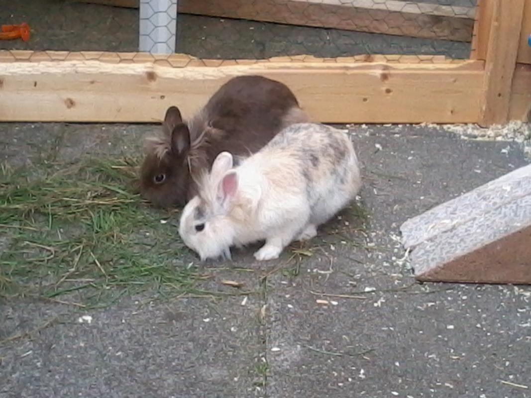 Schoki und Simba