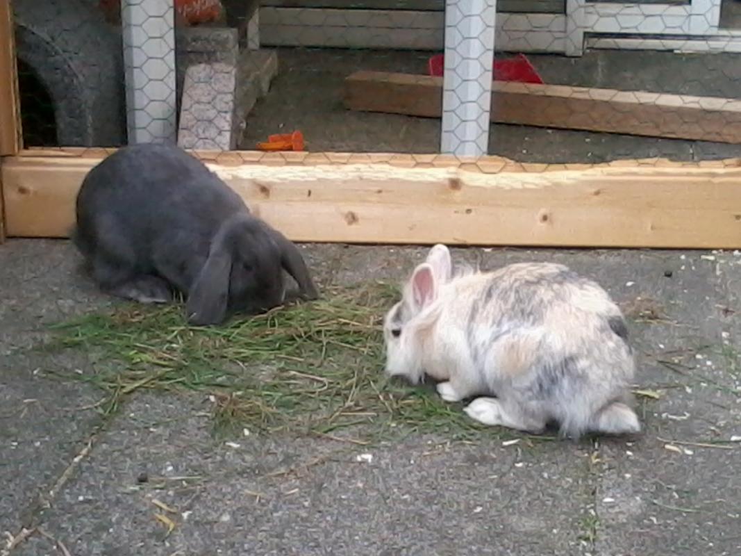 Simba und Stella