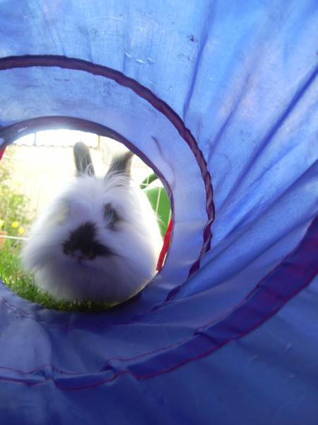 Merle im Garten