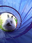 Merle im Garten