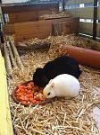Blackdream und Paula