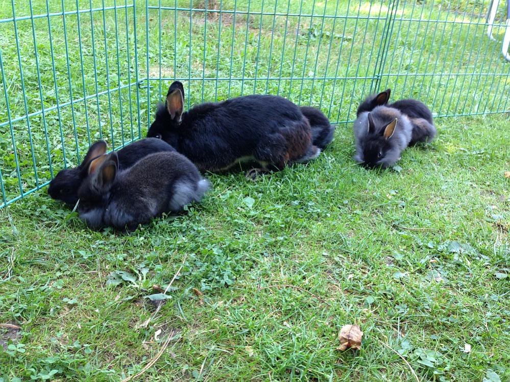 Unser 1. Nachwuchs