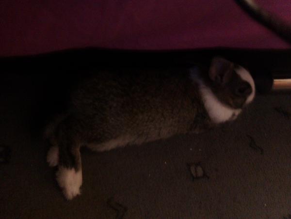 Pauseeeeee :)