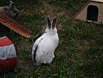 Meine Kaninchen