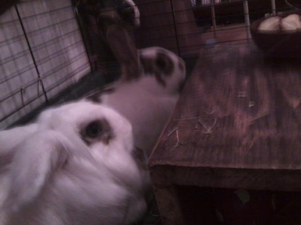 Simba und Zazu
