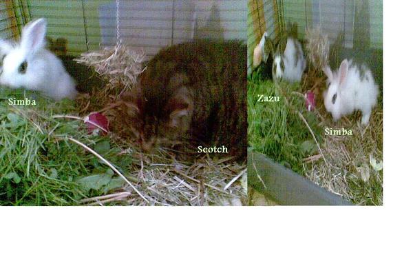 Simba Zazu Und Scotch