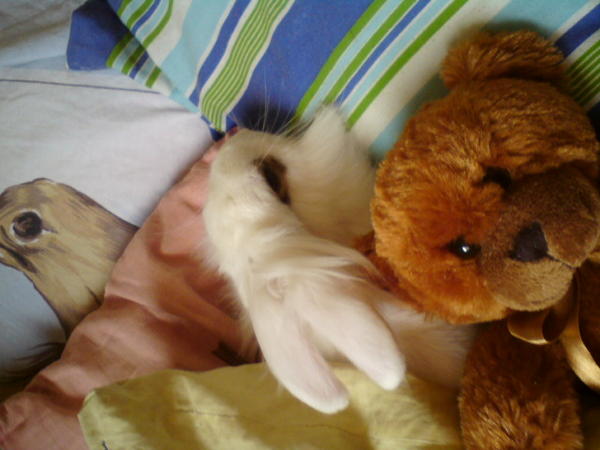 simba und sein teddy