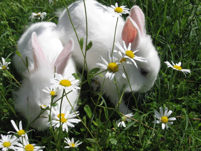 Kaninchen Sommer 2011 (2)