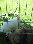 Kaninchen Sommer 2013 (5)