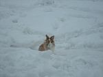Schnuffel und Prinz im Winter