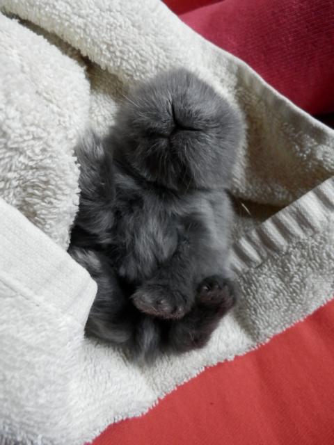 Pancake