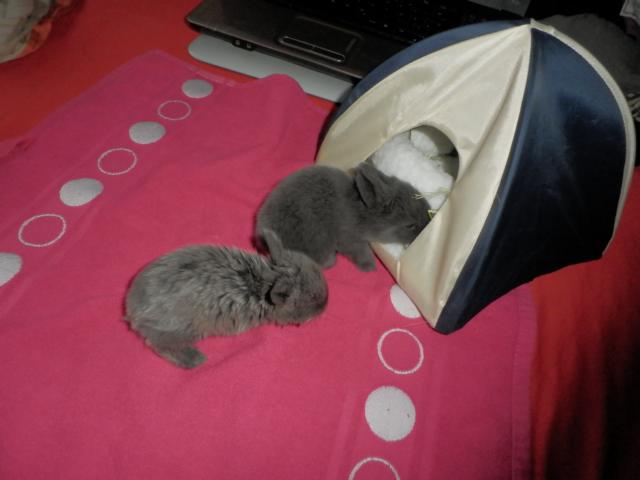 Buttercup und Pancake