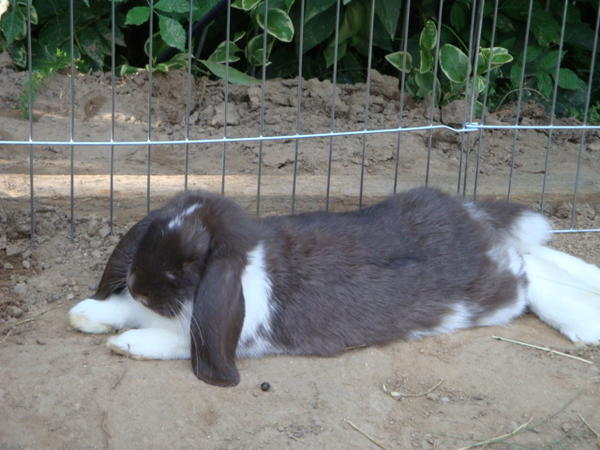 Klopfer beim Chillen