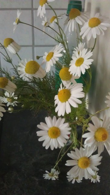 IMAG0569