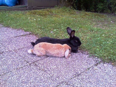 Rommel und Lina