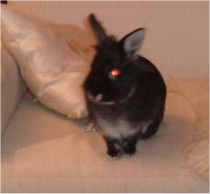 Kasper Couch