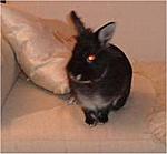 Kasper Couch
