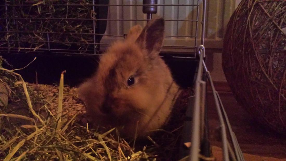 die kleine Lacey <3