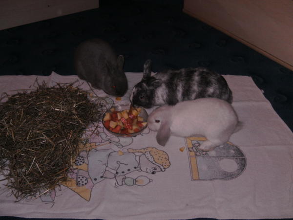 Quinny, luc und lillifee am futtern