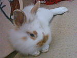 Kimba