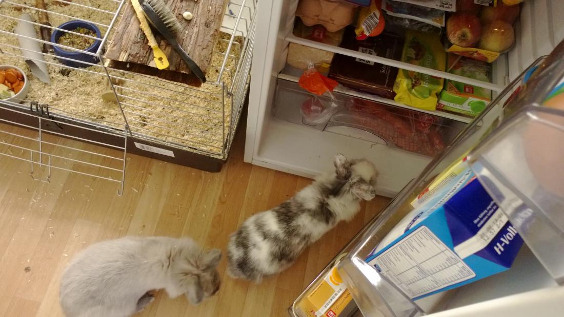 Auch der K�hlschrank muss sich mal genau angeschaut werden...weil da kommt ja das essen raus