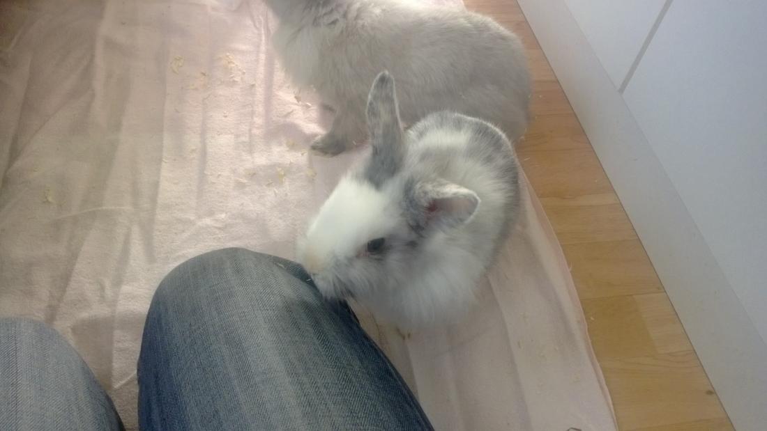 Gismo auf 1. Tuchf�hlung