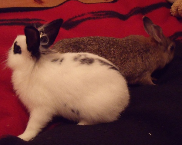 Gr��envergleich:
Nenny: 7 Jahre
Snoopy: 7-8 Wochen