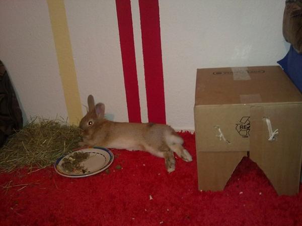 Pinsel