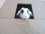 Lily in ihrer Buddelbox