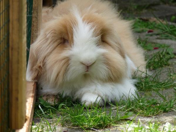 Oscar