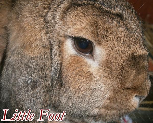 Little Foot <3