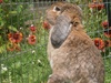 Little Foot (: