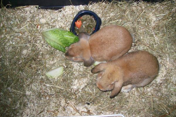 Meine S��en beim Abendbrot :-)