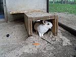 Die Hasi�s