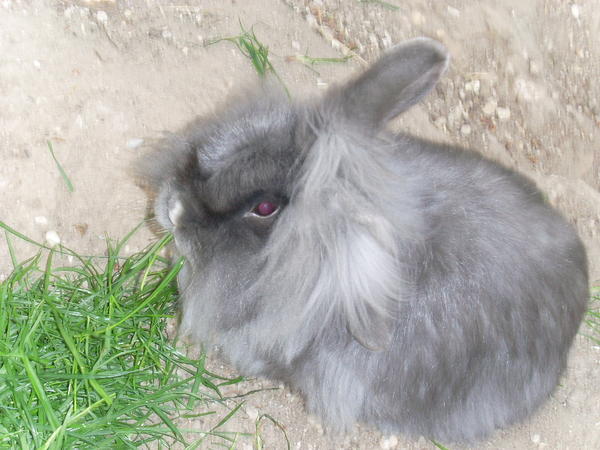 Unser verstorbenes Kaninchen Lilly