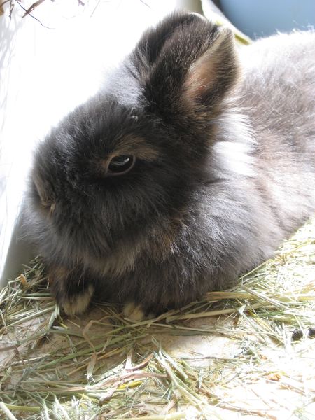 unser <purzel