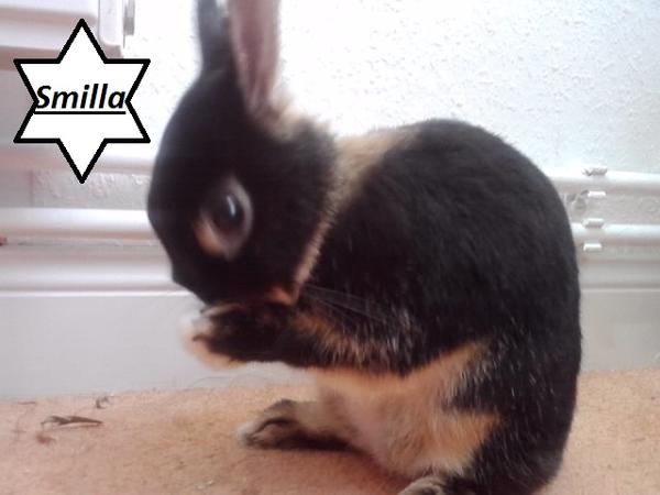 Smilla beim putzen <3