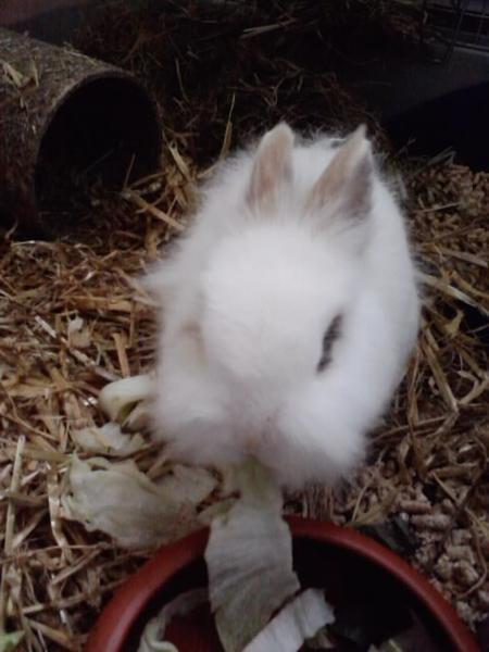 Dieter