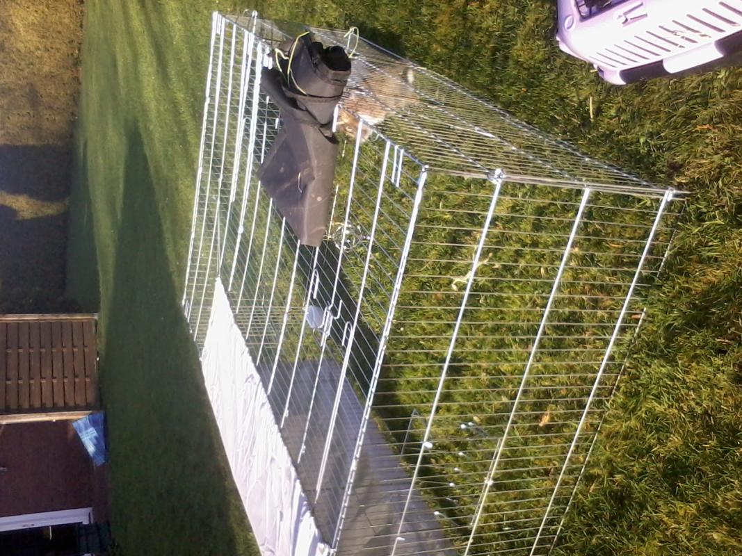Das ist das erste zus�tzliche Freigehege. Die ersten Monate gab es immer extra Auslauf unter dem unbenutzen Trampolin, was zwar mehr Platz, aber aufw�ndiger und unpraktischer war. Deshalb kauften wir dieses Gehege.