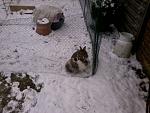 25.01.14 
Sammy und Lou liebten es auch im Winter dort drau�en zu toben und sich im Schnee auspowern zu k�nnen..