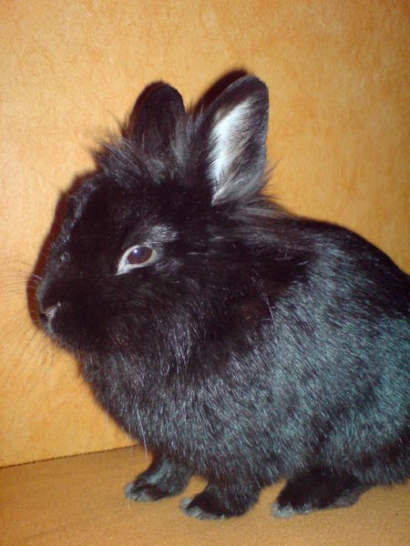 Vin der �lteste Rammler =)