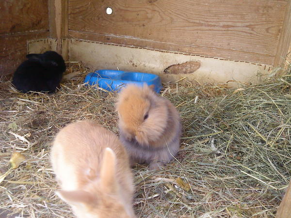 Boris, Basti und Kay