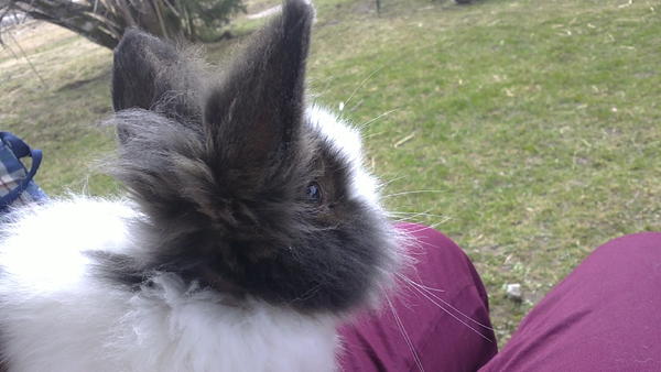 Hippolyt