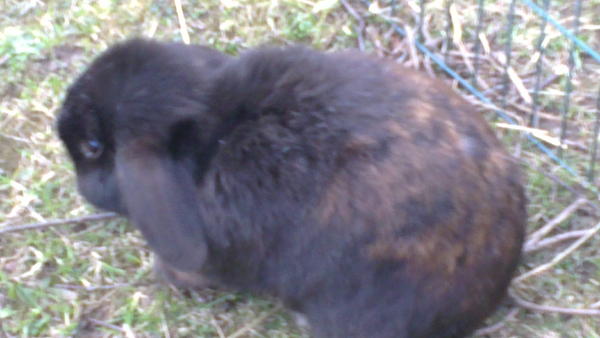 Manni (R.I.P. 2012)