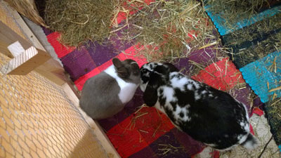 Sam und Dizzy